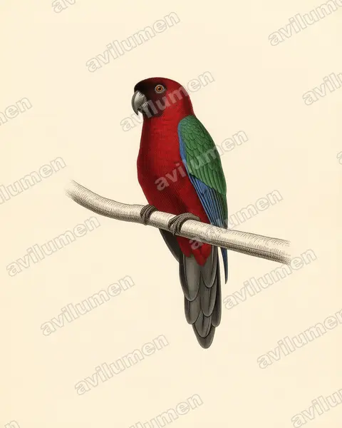 Illustration im Stil Historische Tafel: Pompadoursittich (Prosopeia tabuensis)