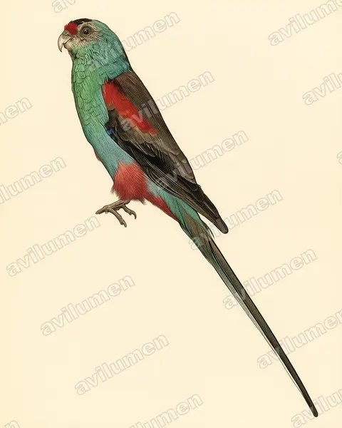 Ilustración en Lámina antigua: Psephotellus pulcherrimus (Perico del paraíso)
