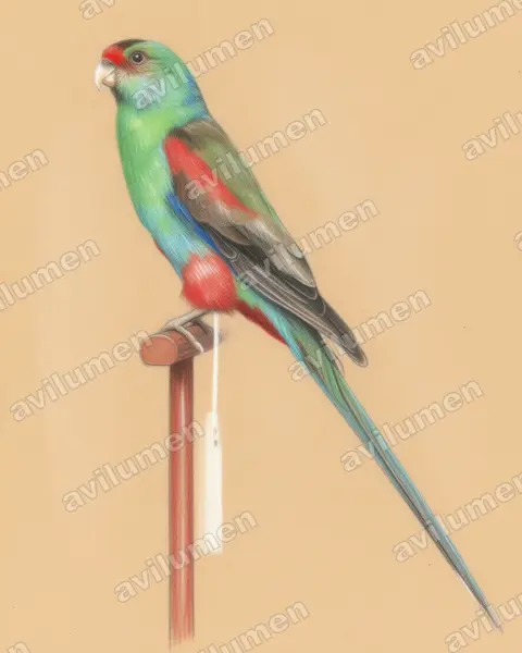 Ilustración en Lápiz de color: Psephotellus pulcherrimus (Perico del paraíso)