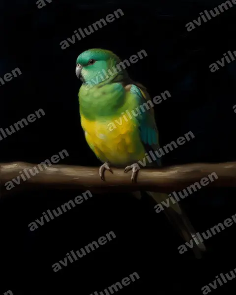 Illustration im Stil Öl: Singsittich (Psephotus haematonotus)