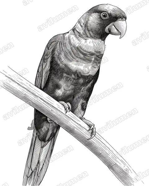Illustration Encre : Pseudeos fuscata (Lori sombre)