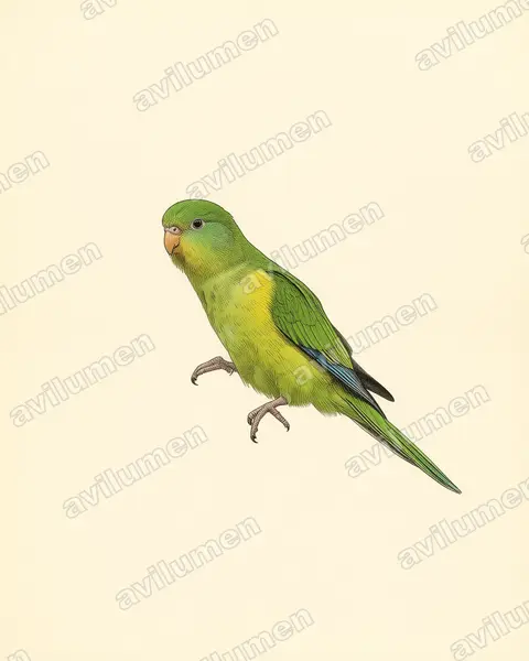 Vintage plate illustration: Psilopsiagon aurifrons (Mountain Parakeet)