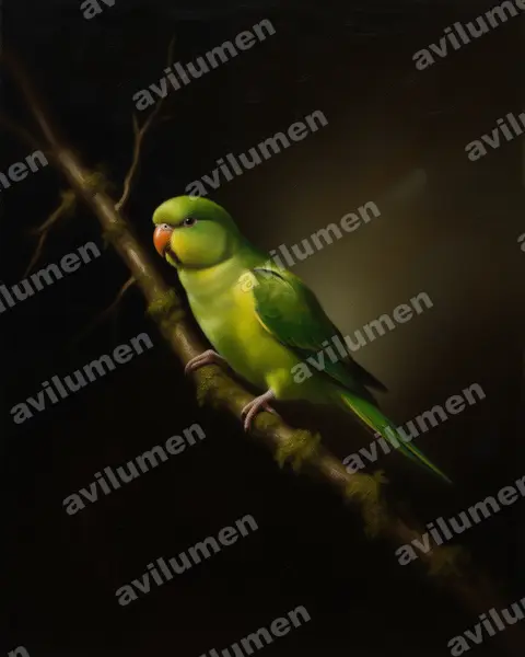 Oil illustration: Psilopsiagon aurifrons (Mountain Parakeet)