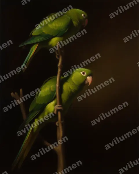 Illustration Huile : Psittacara chloropterus (Conure maîtresse)
