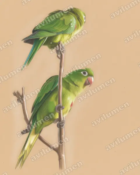 Illustration Crayon de couleur : Psittacara chloropterus (Conure maîtresse)