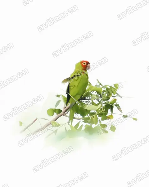 Illustration Aquarelle : Psittacara erythrogenys (Conure à tête rouge)