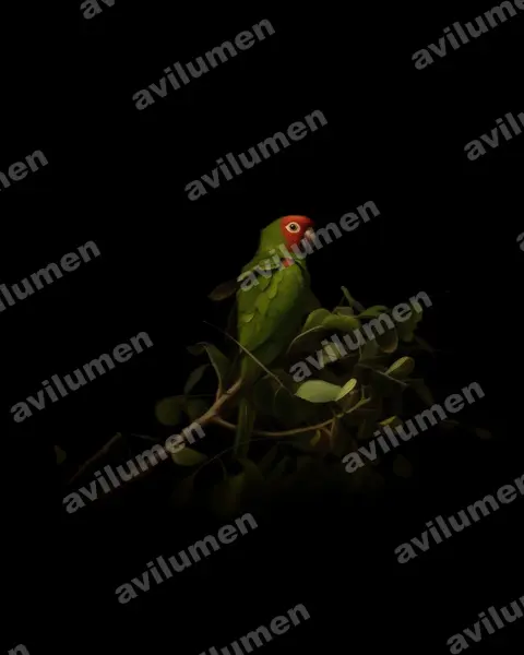 Illustration Huile : Psittacara erythrogenys (Conure à tête rouge)