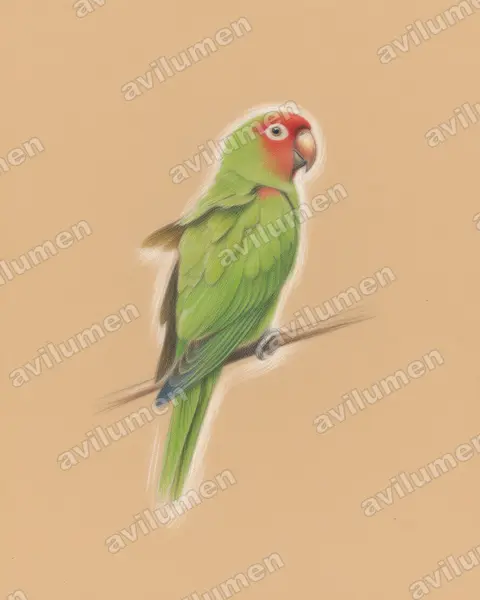 Illustration Crayon de couleur : Psittacara erythrogenys (Conure à tête rouge)