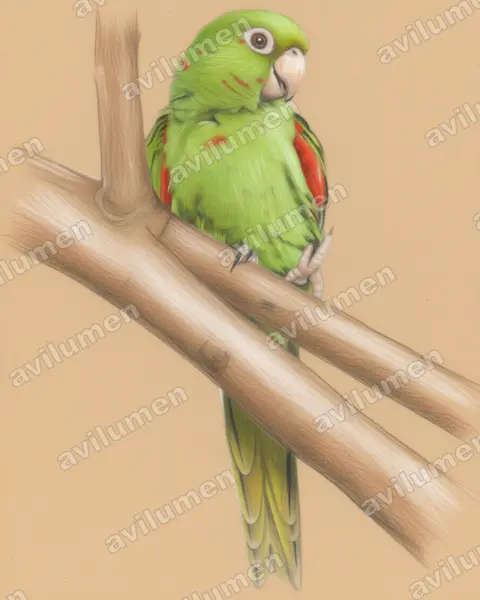 Colored pencil illustration: Psittacara euops (Cuban parakeet)