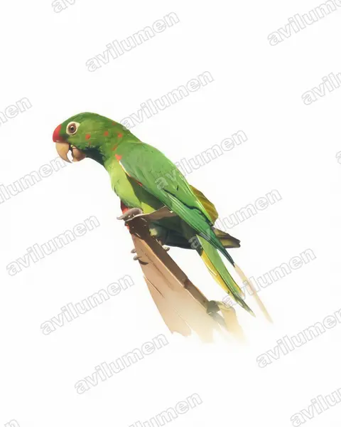 Illustration Aquarelle : Psittacara finschi (Conure de Finsch)
