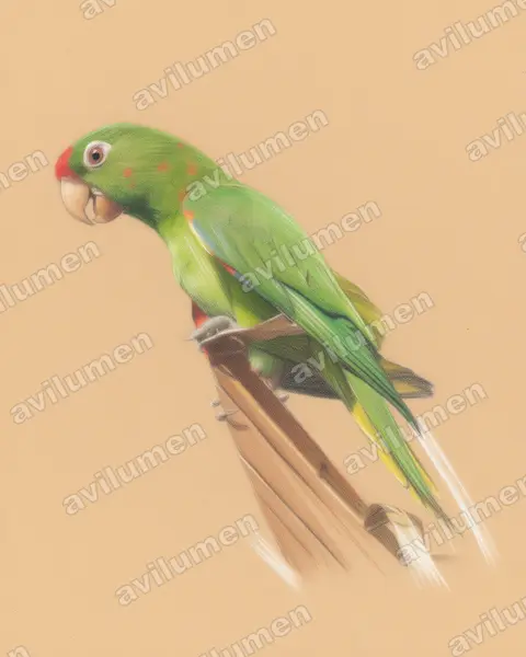 Illustration Crayon de couleur : Psittacara finschi (Conure de Finsch)