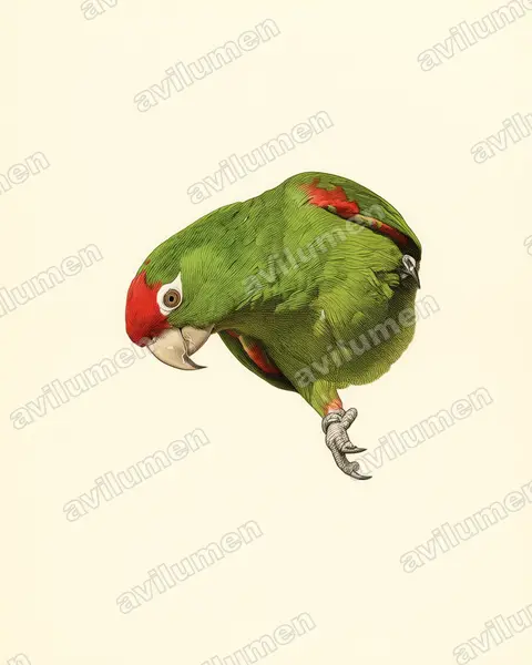 Ilustración en Lámina antigua: Psittacara frontatus (Aratinga cordillerana)