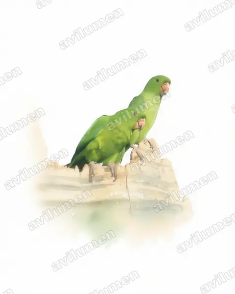 Illustration Aquarelle : Psittacara holochlorus (Conure verte)