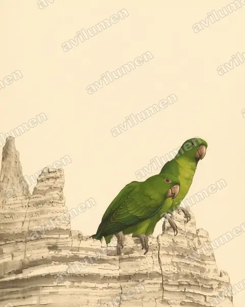 Illustration Planche ancienne : Psittacara holochlorus (Conure verte)