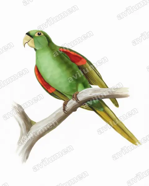 Illustration Aquarelle : Psittacara maugei (Conure de Porto Rico)