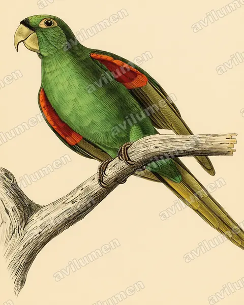 Illustration Planche ancienne : Psittacara maugei (Conure de Porto Rico)