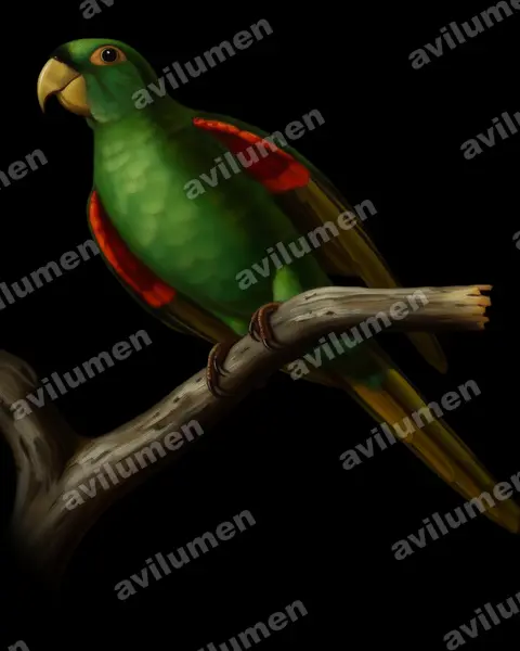 Illustration Huile : Psittacara maugei (Conure de Porto Rico)