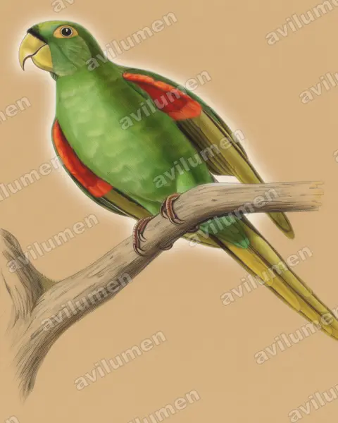 Illustration Crayon de couleur : Psittacara maugei (Conure de Porto Rico)