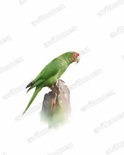 Mitred parakeet（Psittacara mitratus）的水彩插画