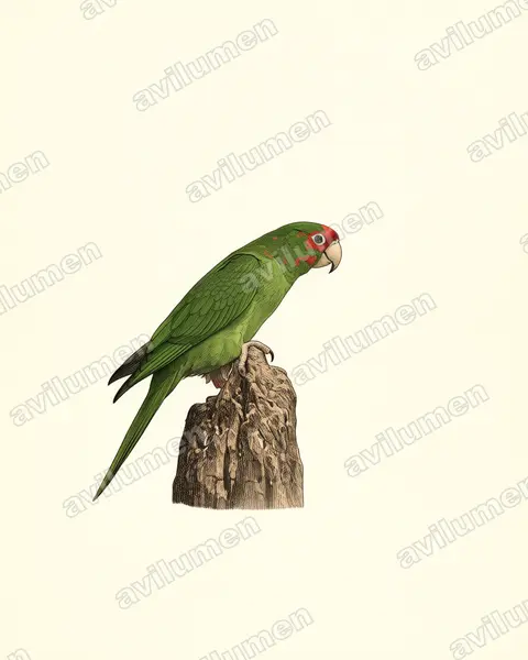 Mitred parakeet（Psittacara mitratus）的古典图版插画