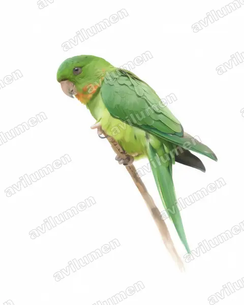 Illustration im Stil Aquarell: Red-throated parakeet (Psittacara rubritorquis)