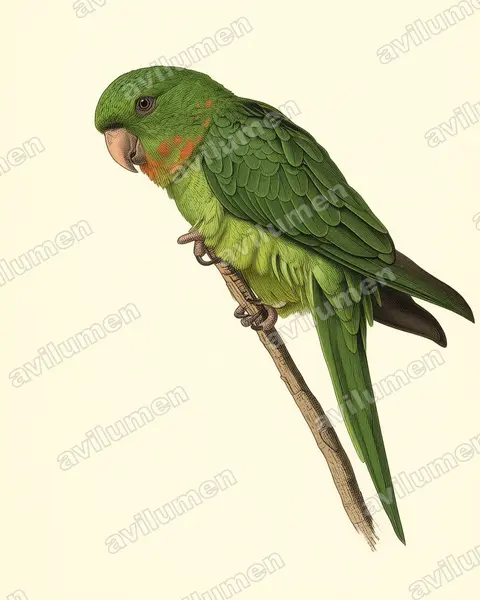 Illustration im Stil Historische Tafel: Red-throated parakeet (Psittacara rubritorquis)