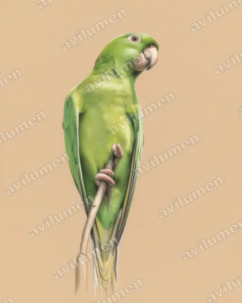 Ilustración en Lápiz de color: Psittacara strenuus (Aratinga strenua)