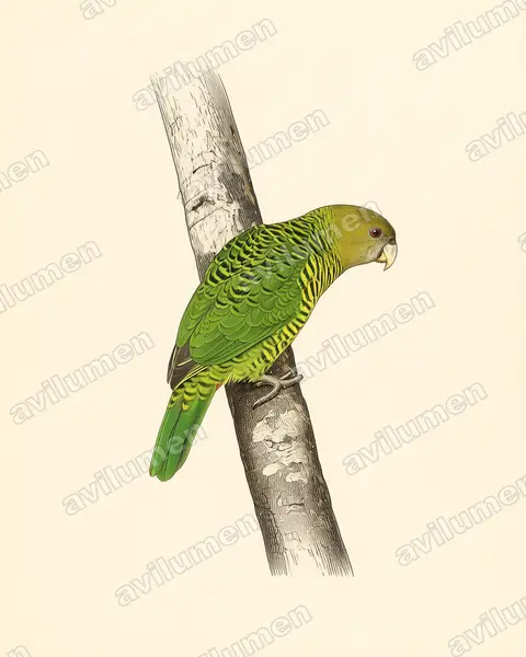 Illustration Planche ancienne : Psittacella brehmii (Perruche de Brehm)