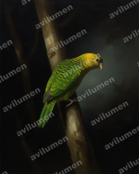 Illustration Huile : Psittacella brehmii (Perruche de Brehm)