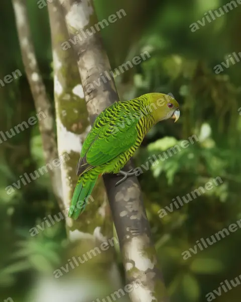 Illustration Réaliste : Psittacella brehmii (Perruche de Brehm)