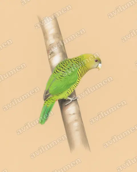 Illustration Crayon de couleur : Psittacella brehmii (Perruche de Brehm)