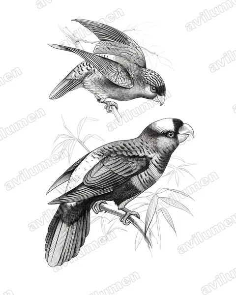 Illustration im Stil Tusche: Madarasz-Bindensittich (Psittacella madaraszi)