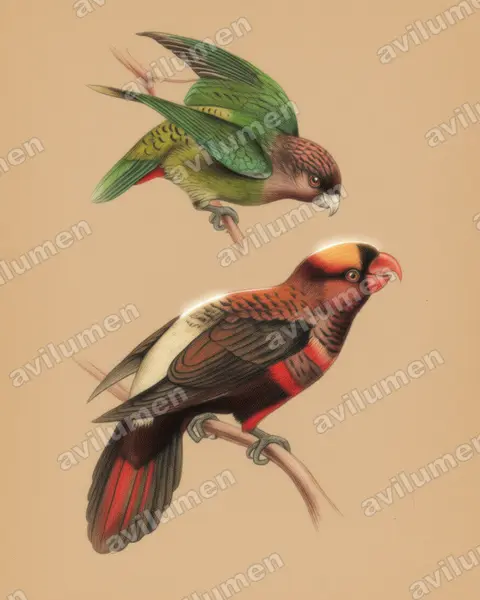 Illustration im Stil Buntstift: Madarasz-Bindensittich (Psittacella madaraszi)