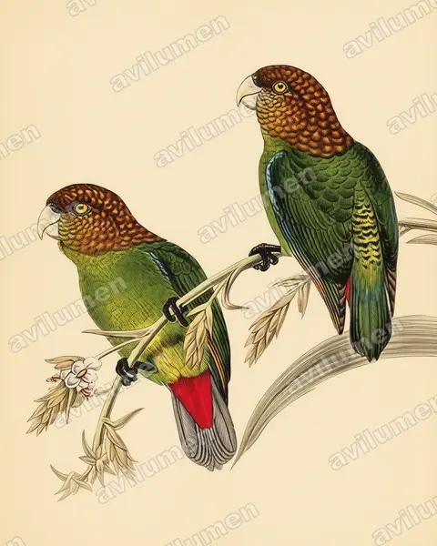 Vintage plate illustration: Psittacella modesta (Modest Tiger Parrot)