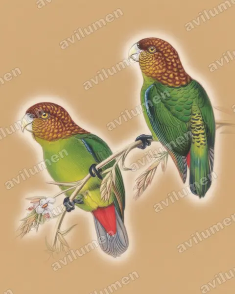 Colored pencil illustration: Psittacella modesta (Modest Tiger Parrot)