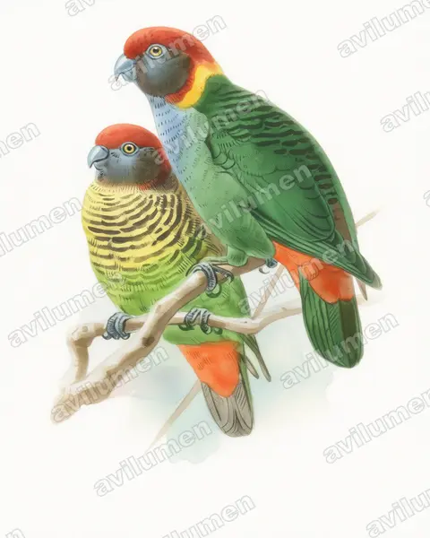 Ilustración en Acuarela: Psittacella picta (Lorito tigre pintado)