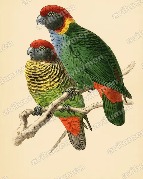 Ilustración en Lámina antigua: Psittacella picta (Lorito tigre pintado)