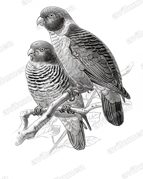 Ilustración en Tinta: Psittacella picta (Lorito tigre pintado)