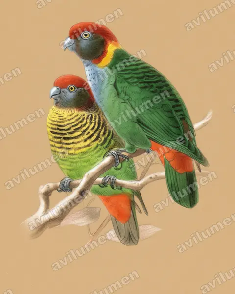 Ilustración en Lápiz de color: Psittacella picta (Lorito tigre pintado)