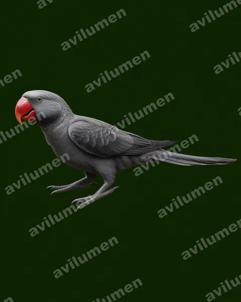 Realistic illustration: Psittacula bensoni (Thirioux's Grey Parrot)