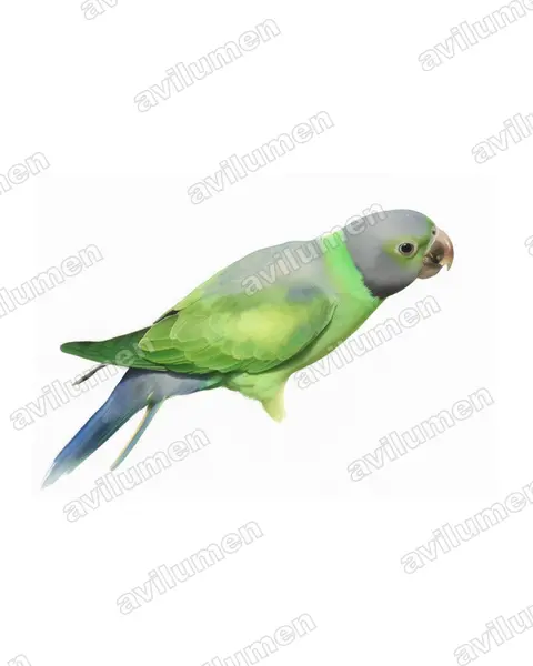 Illustration Aquarelle : Psittacula calthrapae (Perruche de Layard)