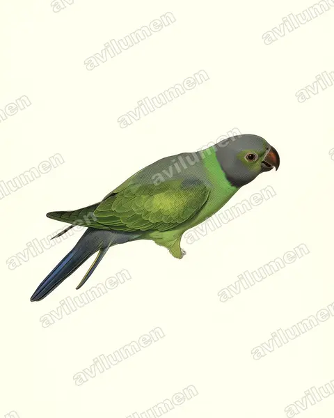 Illustration Planche ancienne : Psittacula calthrapae (Perruche de Layard)