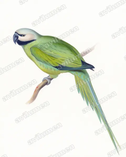 Watercolor illustration: Psittacula caniceps (Nicobar Parakeet)