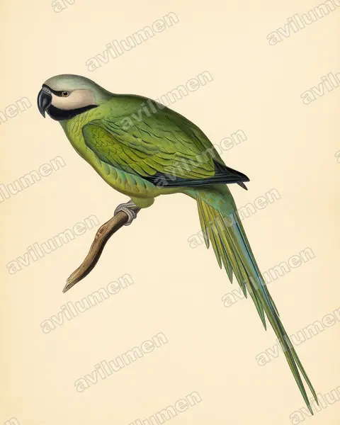 Vintage plate illustration: Psittacula caniceps (Nicobar Parakeet)