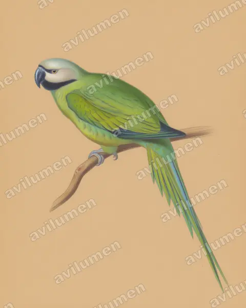 Colored pencil illustration: Psittacula caniceps (Nicobar Parakeet)