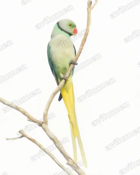 Ilustración en Acuarela: Psittacula columboides (Cotorra malabar)