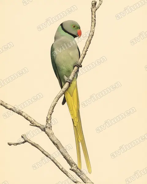 Ilustración en Lámina antigua: Psittacula columboides (Cotorra malabar)