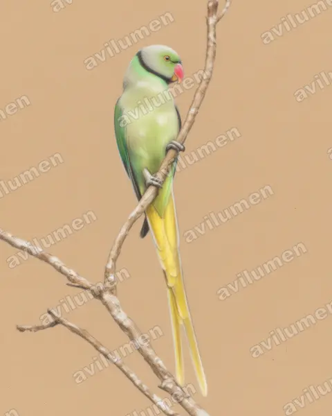 Ilustración en Lápiz de color: Psittacula columboides (Cotorra malabar)