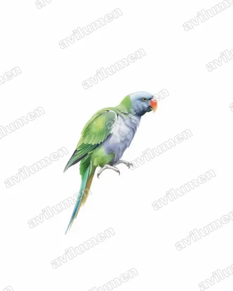 Watercolor illustration: Psittacula derbiana (Lord Derby's Parakeet)