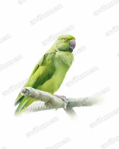 Illustration im Stil Aquarell: Mauritiussittich (Psittacula eques)